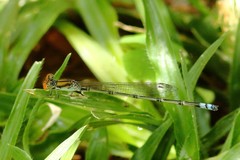 Pseudagrion acaciae