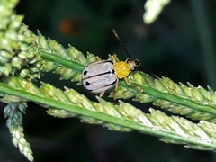 Diabrotica piceosignata