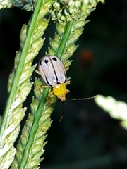 Diabrotica piceosignata