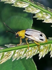 Diabrotica piceosignata