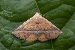 Eublemma crassiuscula