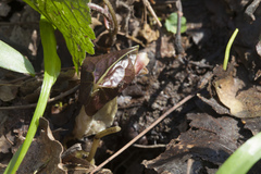 Asarum caucasicum
