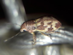 Parapantomorus fluctuosus