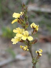 Goodenia paniculata