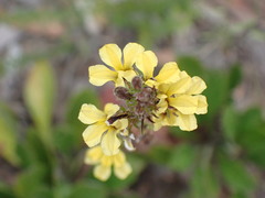 Goodenia paniculata