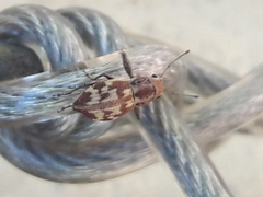 Parapantomorus fluctuosus