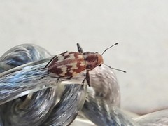 Parapantomorus fluctuosus