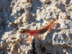 Pachydactylus austeni