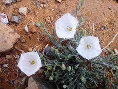 Convolvulus ammannii