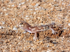 Pachydactylus amoenus