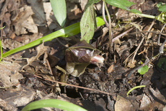 Asarum caucasicum