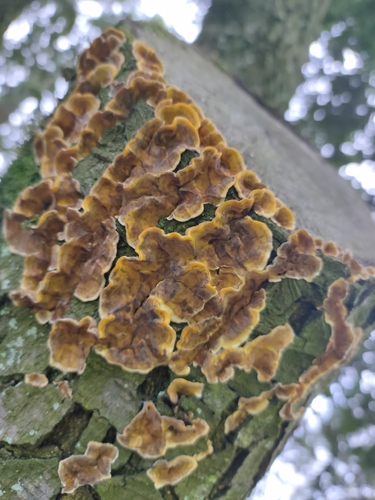 Gauruotoji plutpintė nuotrauka