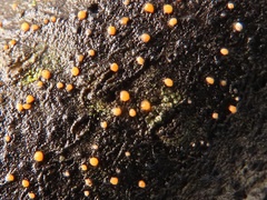 Calonectria