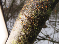 Calonectria