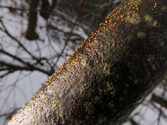 Calonectria