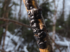 Exidia brunneola