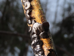 Exidia brunneola