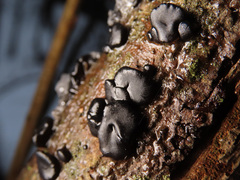 Exidia brunneola