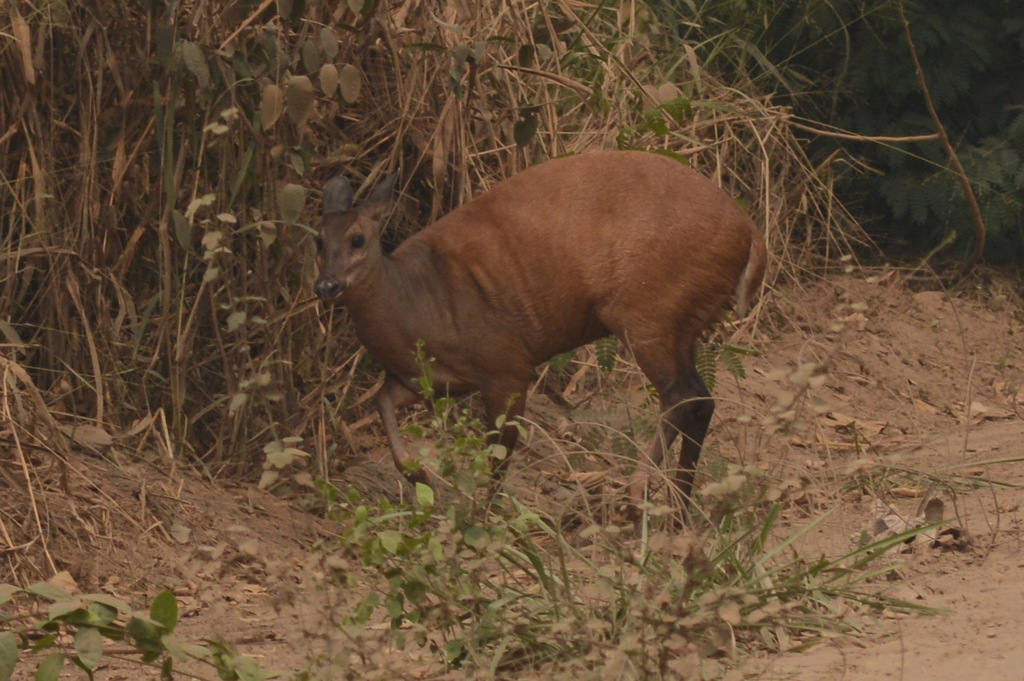 Red Brocket