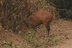 Red Brocket photo 3