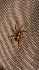 Steatoda nobilis