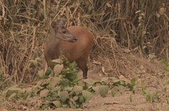 Red Brocket photo 4