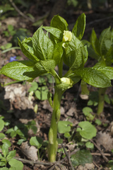 Scopolia caucasica