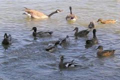 Branta canadensis