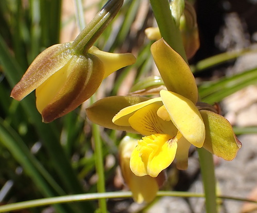 Garden Route Harlequin (Eulophia platypetala)