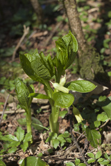 Scopolia caucasica