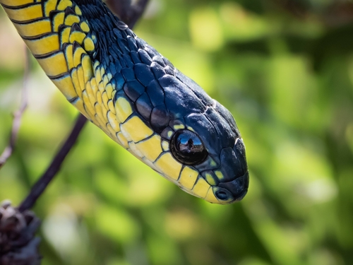Boomslang