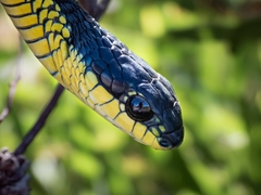 Boomslang photo 5