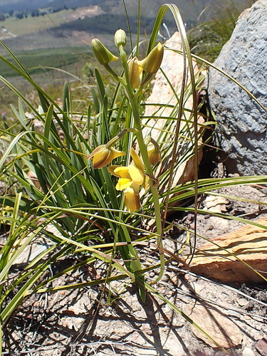 Image of Eulophia platypetala by no rights reserved
