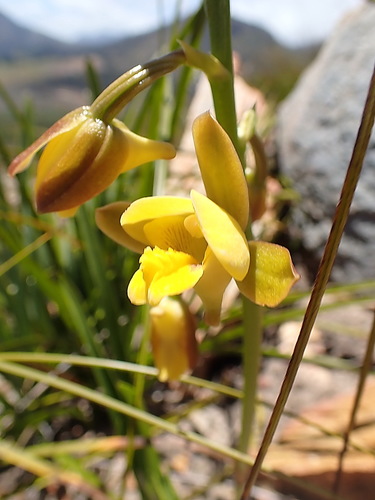 Image of Eulophia platypetala by no rights reserved
