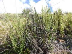 Cheilanthes pruinata