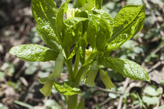 Scopolia caucasica