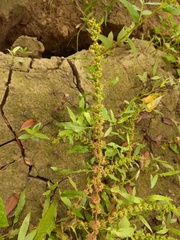 Rumex ucranicus