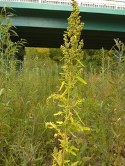 Chenopodium ficifolium