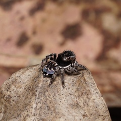 Maratus lobatus