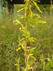 Chenopodium ficifolium