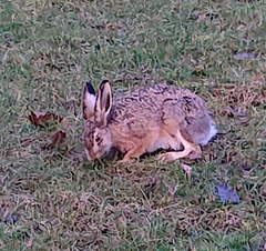 Lepus europaeus