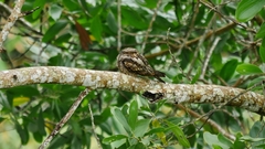 Caprimulgus jotaka