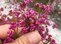 Erica multumbellifera
