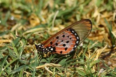 Acraea neobule