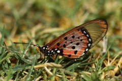 Acraea neobule