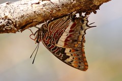 Charaxes saturnus saturnus