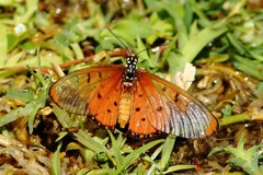 Acraea neobule