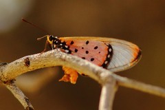 Acraea neobule