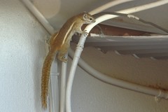 Funisciurus congicus