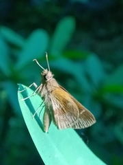 Cymaenes odilia
